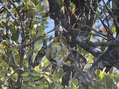 Chlorodrepanis virens