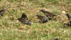 Sturnus vulgaris