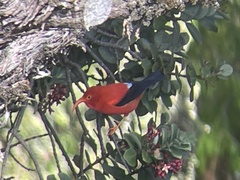 Drepanis coccinea
