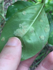 Phyllocoptes coprosmae