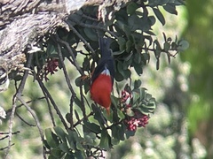 Drepanis coccinea