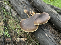 Pleurotus australis