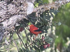 Drepanis coccinea
