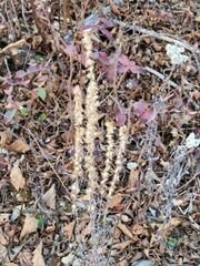 Omalotheca sylvatica