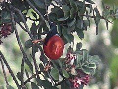 Drepanis coccinea