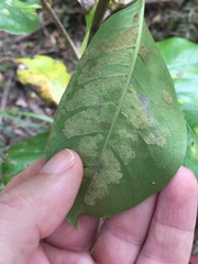 Phyllocoptes coprosmae