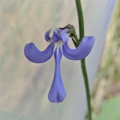 Lobelia dentata