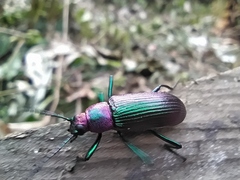 Strongylium auratum