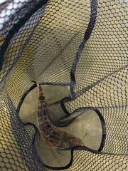 Platycephalus fuscus