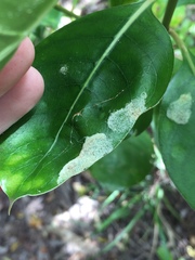 Phyllocoptes coprosmae