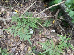 Oudemansiella australis