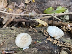 Oudemansiella australis