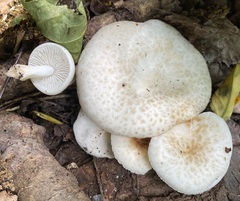 Oudemansiella australis
