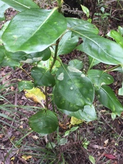 Phyllocoptes coprosmae