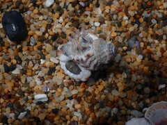 Turritriton labiosus