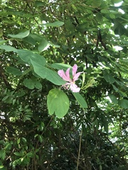Bauhinia purpurea