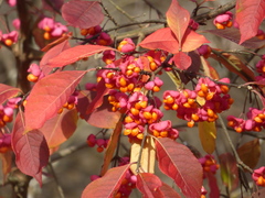 Euonymus europaeus