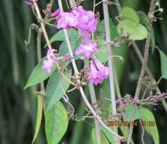 Fridericia
