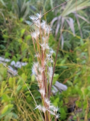 Andropogon floridanus