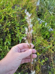Andropogon floridanus