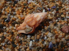 Nodopelagia brazieri