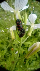 Astylus bourgeoisi