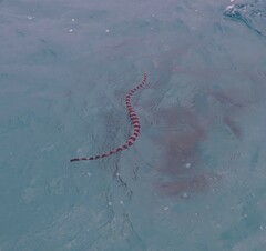 Laticauda saintgironsi