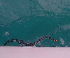 Laticauda saintgironsi