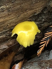 Pluteus chrysophlebius