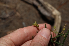 Zieria laxiflora