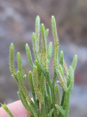 Selaginella arenicola