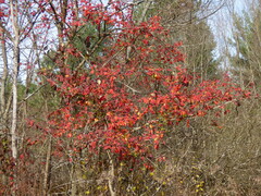 Euonymus europaeus