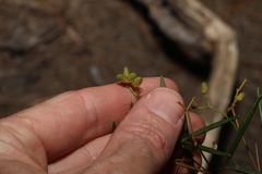 Zieria laxiflora