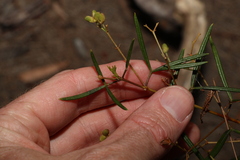 Zieria laxiflora