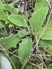 Cymbonotus lawsonianus