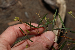 Zieria laxiflora