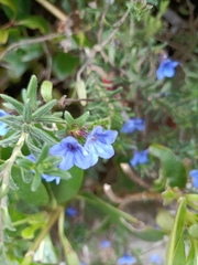 Glandora prostrata