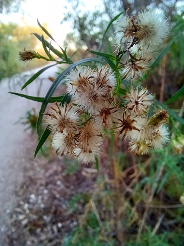 iNaturalist observation photo of western goldenrod