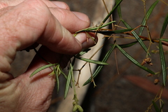 Zieria laxiflora