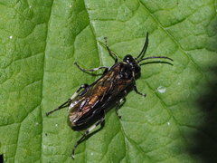 Macrophya albicincta