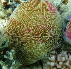 Fungia fungites