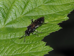 Macrophya albicincta