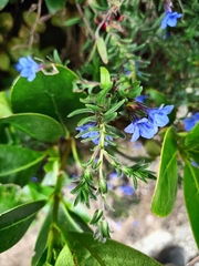 Glandora prostrata