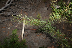 Zieria laxiflora