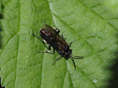 Macrophya albicincta