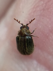 Cyphanobium illustre