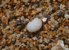 Vanikoro sigaretiformis