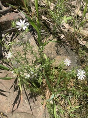 Stellaria pungens
