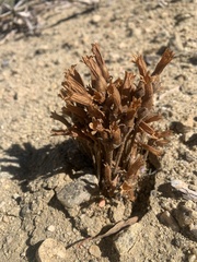 Aphyllon franciscanum