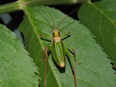 Isophya speciosa